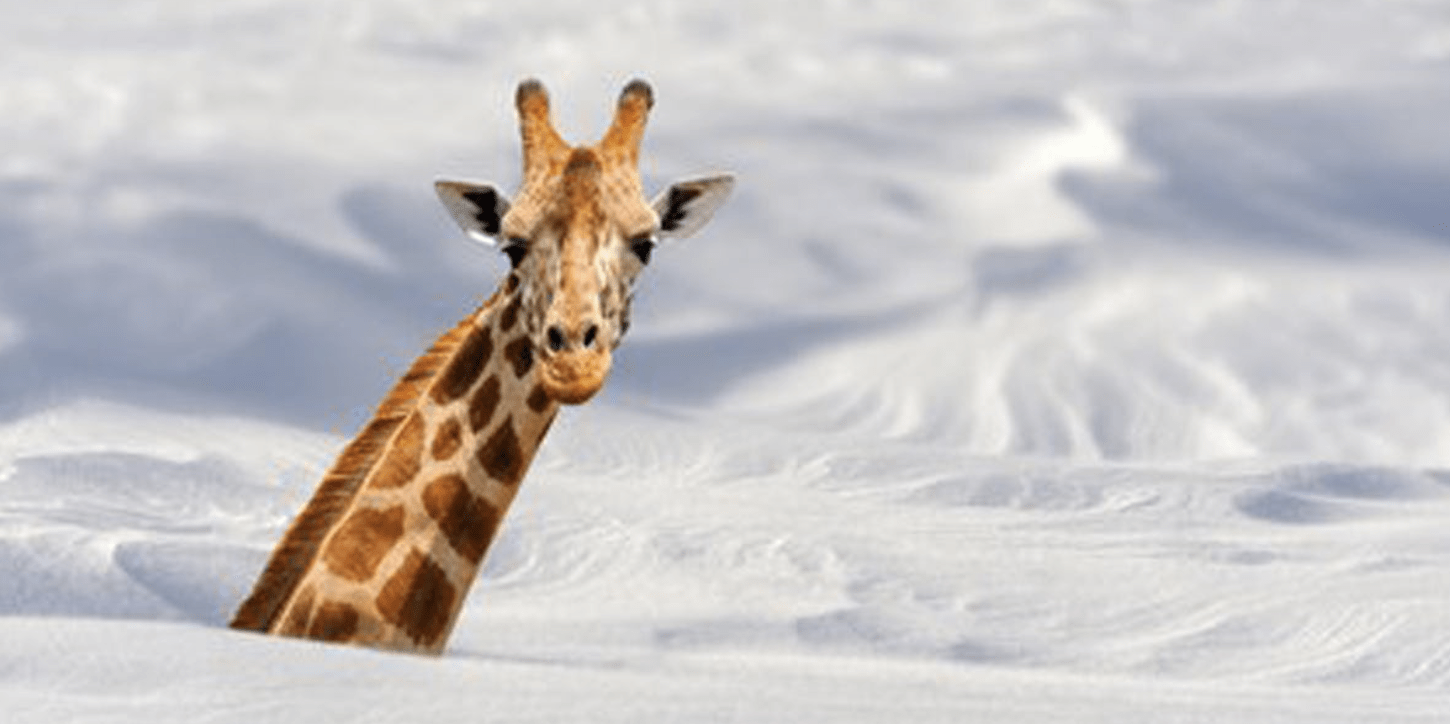 Giraffes and Elephants Welcome Snow in South Africa – Really – This is True! Not fake news